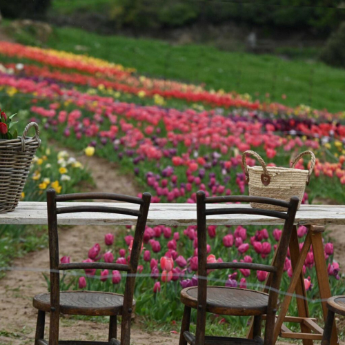 capolat_tulips_w3-3-1536x1024.jpg