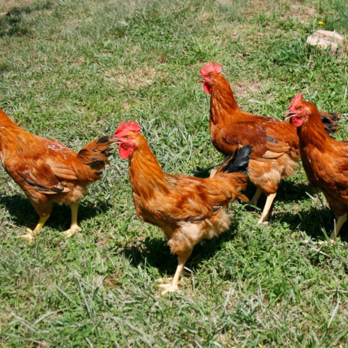 Ecoavicola