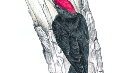 Picot.jpg_428131507.jpg