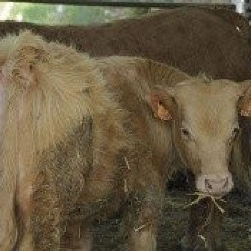 Carn ecologica del Soler de prexiana