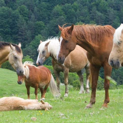 Web cavalls